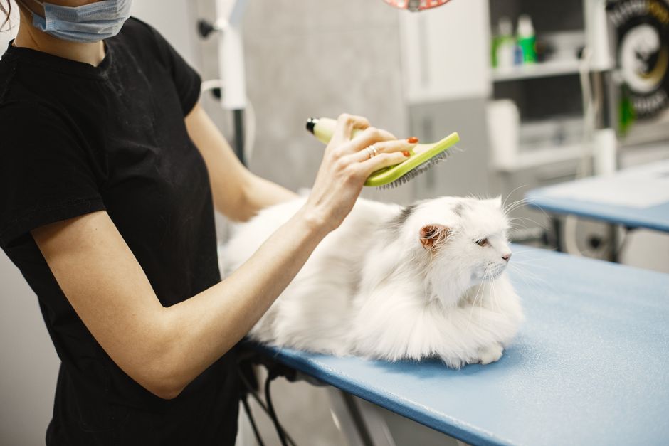 A female groomer carefully brushes a white Persian cat at a vet clinic.