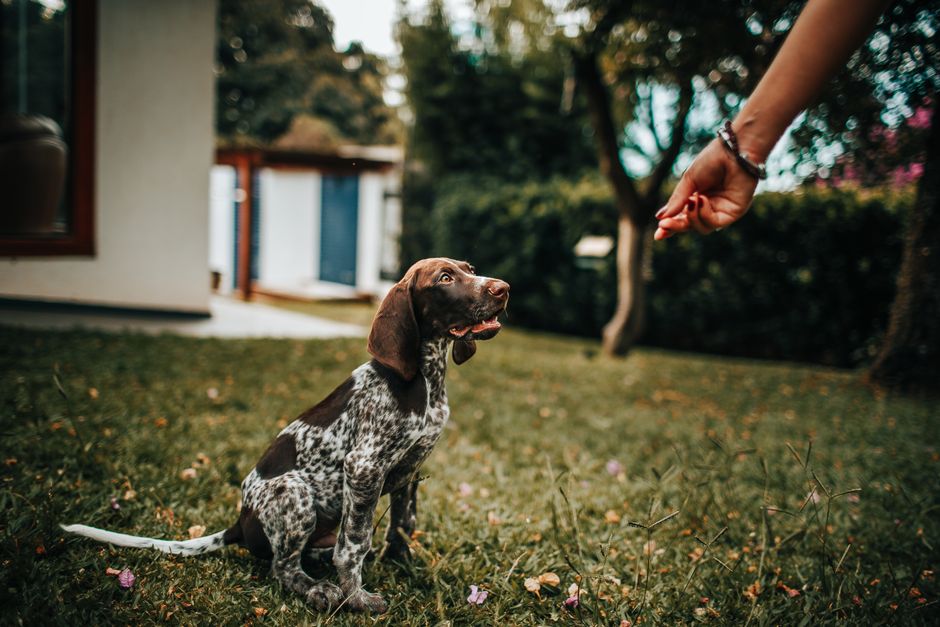 Adorable puppy learning commands outdoors with a human hand offering a treat.