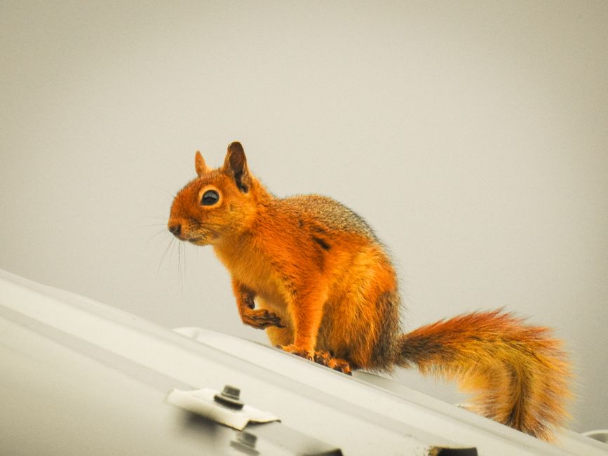 A vibrant fox squirrel perched on a modern rooftop, showcasing its reddish fur.